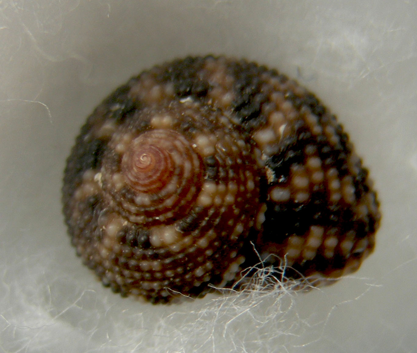 clanculus berthelloti